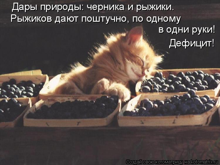 Котоматрица: Дары природы: черника и рыжики. Рыжиков дают поштучно, по одному в одни руки!  Дефицит!