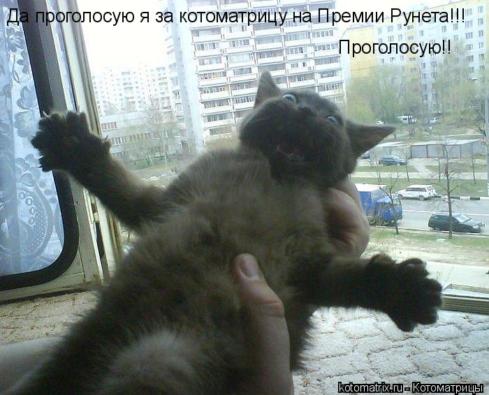 Котоматрица: Да проголосую я за котоматрицу на Премии Рунета!!! Проголосую!!