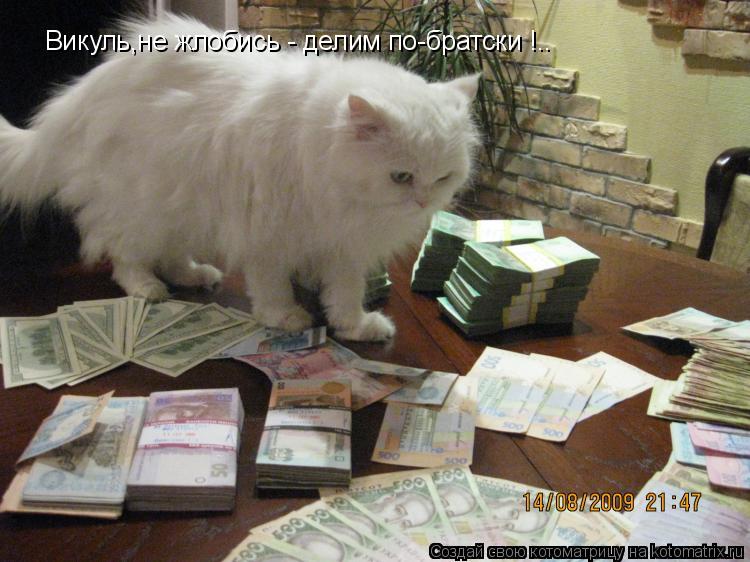 Викуль,не жлобись - делим по-братски !..... Котоматрица: Викуль,не жлобись - делим по-братски !..