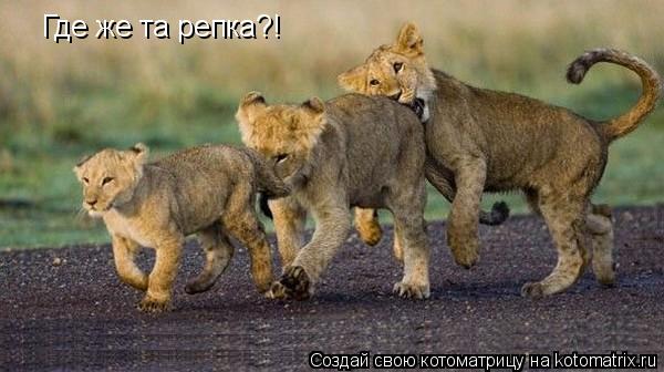 Где же та репка?!... Котоматрица: Где же та репка?!