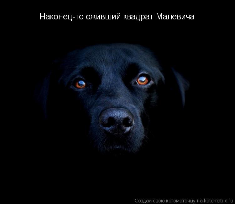 Наконец-то оживший квадрат Малевича... Котоматрица: Наконец-то оживший квадрат Малевича