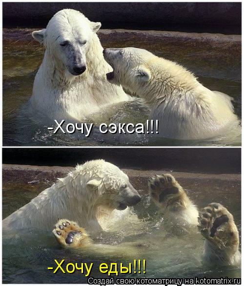 -Хочу сэкса!!! -Хочу еды!!!... Котоматрица: -Хочу сэкса!!! -Хочу еды!!!