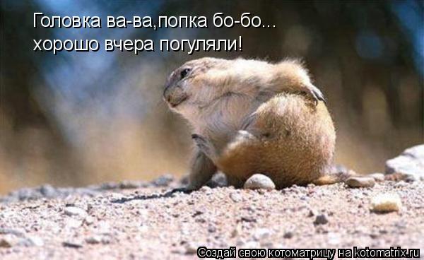 Головка ва-ва,попка бо-бо... хорошо вчера погуляли!... Котоматрица: Головка ва-ва,попка бо-бо... хорошо вчера погуляли!