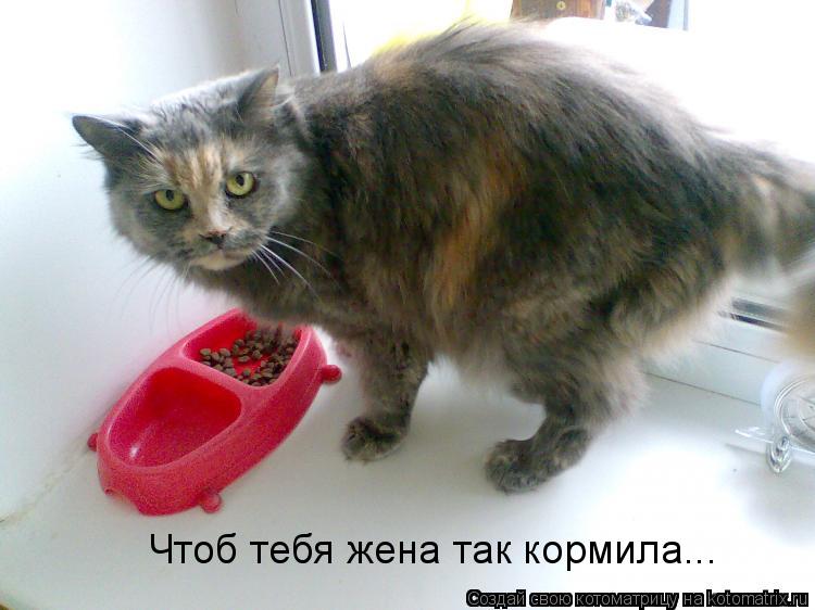 Чтоб тебя жена так кормила...... Котоматрица: Чтоб тебя жена так кормила...