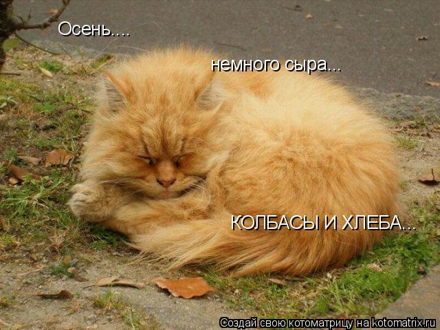 Осень.... немного сыра... КОЛБАСЫ И ХЛЕБА...... Котоматрица: Осень.... немного сыра... КОЛБАСЫ И ХЛЕБА...