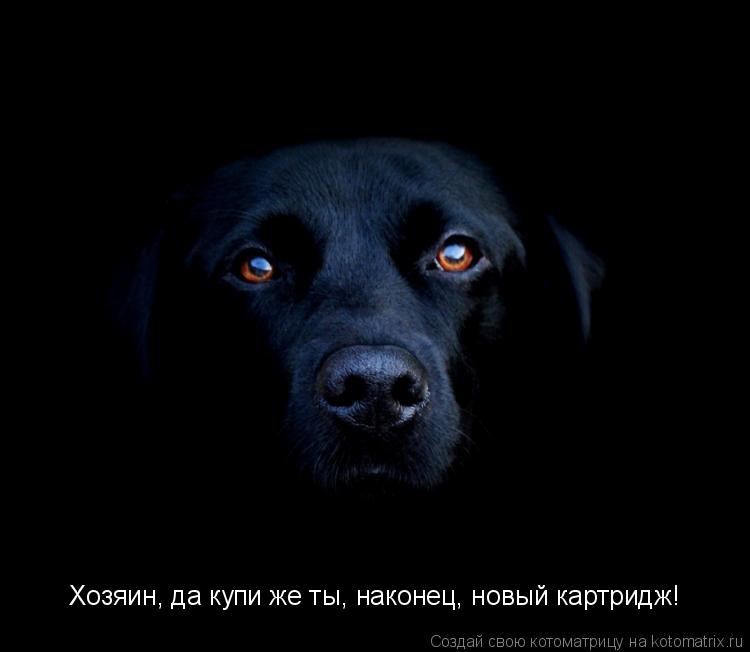 Хозяин, да купи же ты, наконец, новый картридж!... Котоматрица: Хозяин, да купи же ты, наконец, новый картридж!