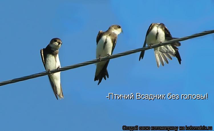 -Птичий Всадник без головы!... Котоматрица: -Птичий Всадник без головы!