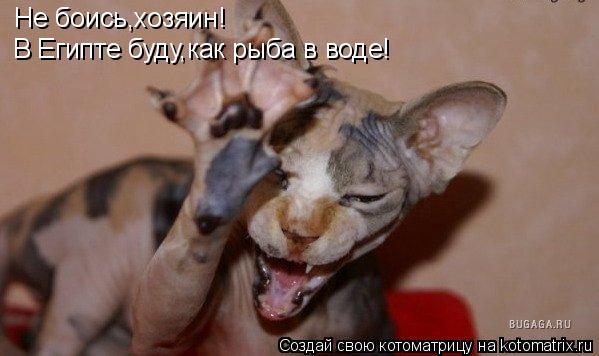 Не боись,хозяин! В Египте буду,как рыба в воде!... Котоматрица: Не боись,хозяин! В Египте буду,как рыба в воде!