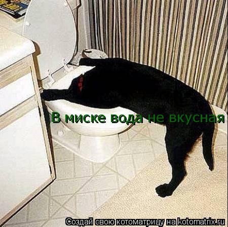 В миске вода не вкусная... Котоматрица: В миске вода не вкусная