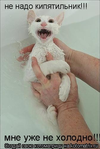 не надо кипятильник!!! мне уже не холодно!!!... Котоматрица: не надо кипятильник!!! мне уже не холодно!!!