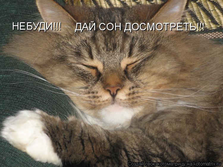 НЕБУДИ!!! ДАЙ СОН ДОСМОТРЕТЬ!!!... Котоматрица: НЕБУДИ!!! ДАЙ СОН ДОСМОТРЕТЬ!!!