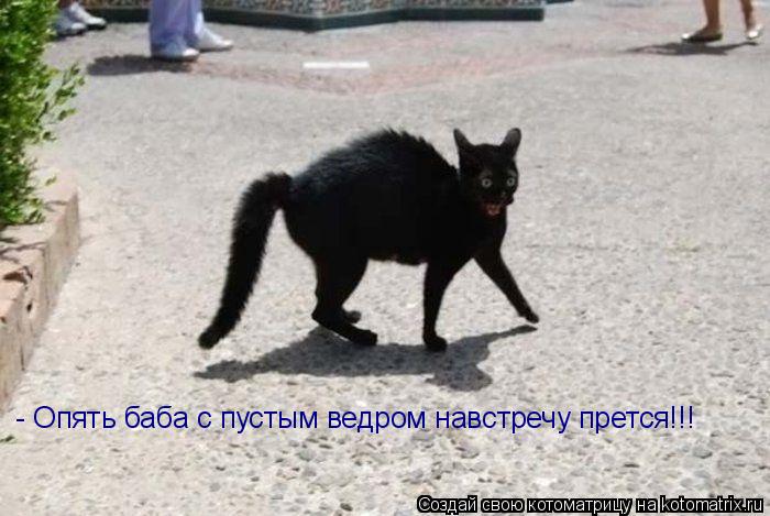 Котоматрица: - Опять баба с пустым ведром навстречу прется!!!