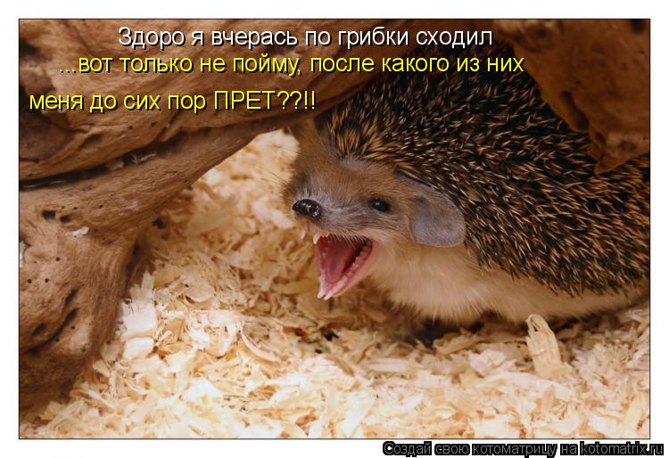 Котоматрица: Здоро я вчерась по грибки сходил ...вот только не пойму, после какого из них  меня до сих пор ПРЕТ??!!