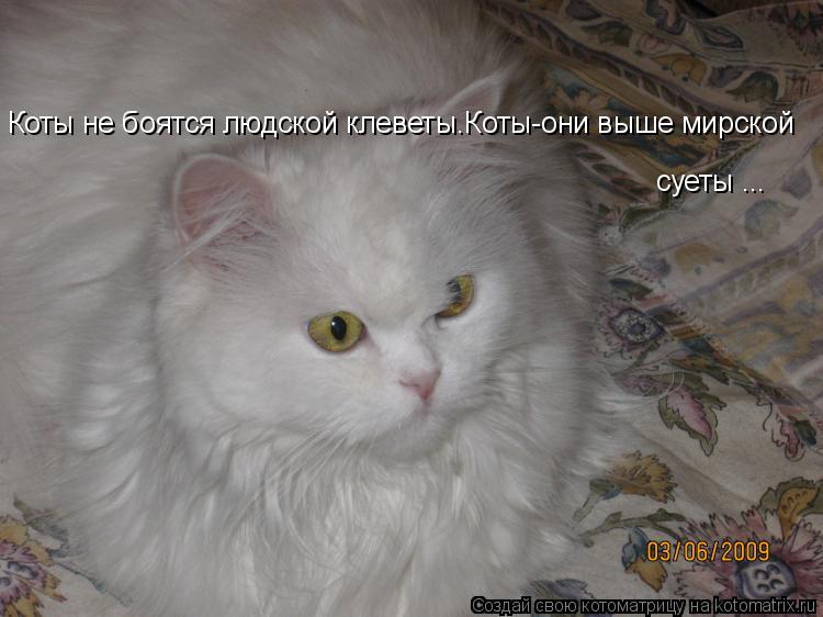 Котоматрица: Коты не боятся людской клеветы.Коты-они выше мирской  Коты не боятся людской клеветы.Коты-они выше мирской  суеты ...