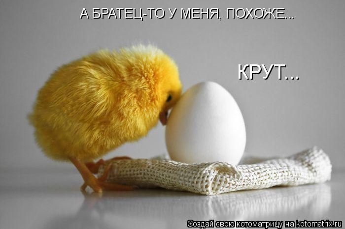 А БРАТЕЦ-ТО У МЕНЯ, ПОХОЖЕ... КРУТ...... Котоматрица: А БРАТЕЦ-ТО У МЕНЯ, ПОХОЖЕ... КРУТ...