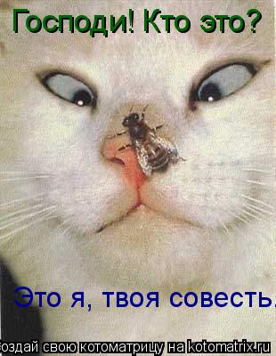 Котоматрица: Господи! Кто это? Это я, твоя совесть.