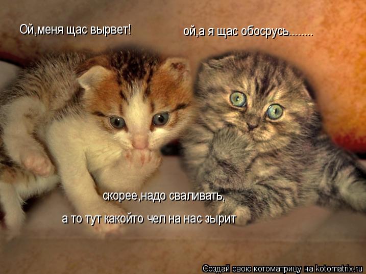 Котоматрица: Ой,меня щас вырвет! ой,а я щас обосрусь........ скорее,надо сваливать, скорее,надо сваливать, а то тут какойто чел на нас зырит