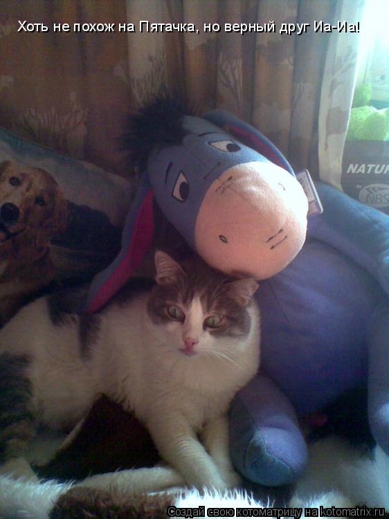 Хоть не похож на Пятачка, но верный друг Иа-Иа!... Котоматрица: Хоть не похож на Пятачка, но верный друг Иа-Иа!