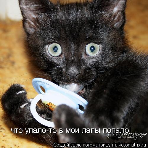 что упало-то в мои лапы попало!... Котоматрица: что упало-то в мои лапы попало!