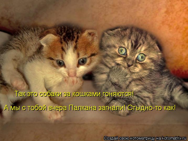 Котоматрица: Так это собаки за кошками гоняются! А мы с тобой вчера Палкана загнали! Стыдно-то как!
