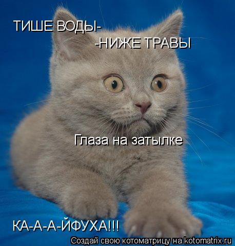 ТИШЕ ВОДЫ- -НИЖЕ ТРАВЫ Глаза на затылке КА-А-А-ЙФУХА!!!... Котоматрица: ТИШЕ ВОДЫ- -НИЖЕ ТРАВЫ Глаза на затылке КА-А-А-ЙФУХА!!!