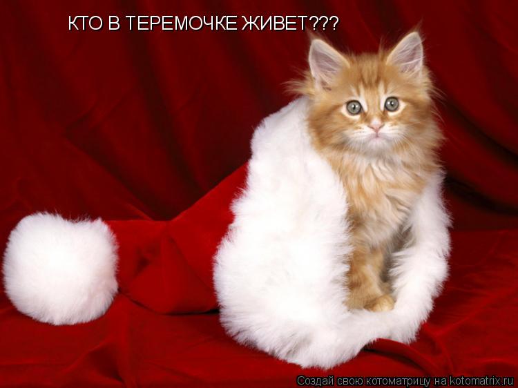 КТО В ТЕРЕМОЧКЕ ЖИВЕТ???... Котоматрица: КТО В ТЕРЕМОЧКЕ ЖИВЕТ???