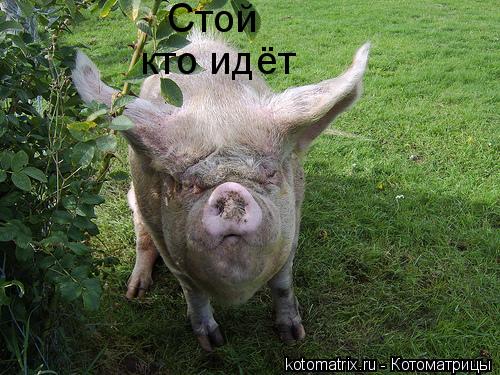 Стой кто идёт... Котоматрица: Стой кто идёт