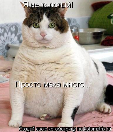 Я не толстый! Просто меха много...... Котоматрица: Я не толстый! Просто меха много...
