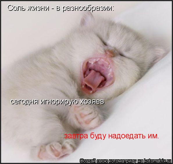 Соль жизни - в разнообразии: сегодня игнорирую хозяев завтра буду надоедать им.... Котоматрица: Соль жизни - в разнообразии: сегодня игнорирую хозяев завтра буду надоедать им.