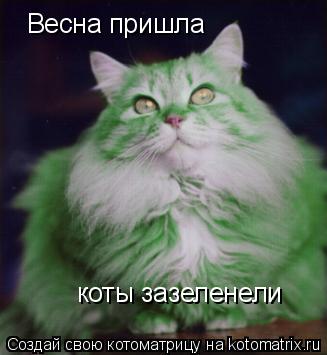 Весна пришла коты зазеленели... Котоматрица: Весна пришла коты зазеленели