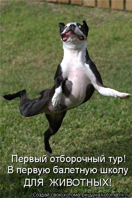 В первую балетную школу ДЛЯ ЖИВОТНЫХ! Первый отборочный тур!... Котоматрица: В первую балетную школу ДЛЯ ЖИВОТНЫХ! Первый отборочный тур!