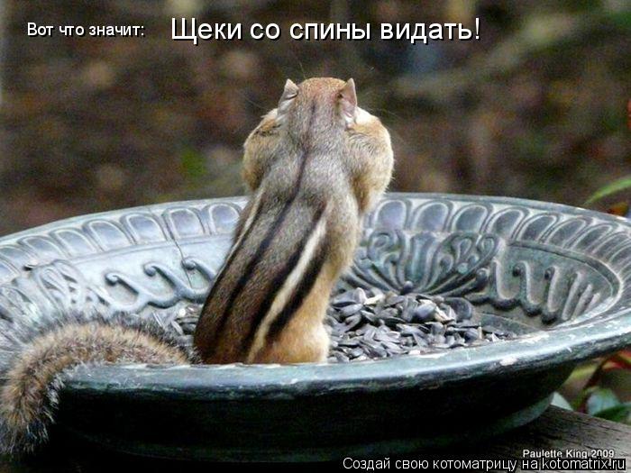 Вот что значит: Щеки со спины видать!... Котоматрица: Вот что значит: Щеки со спины видать!