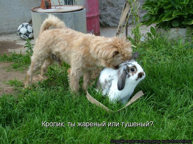 Кролик, ты жареный или тушеный?... Котоматрица: Кролик, ты жареный или тушеный?