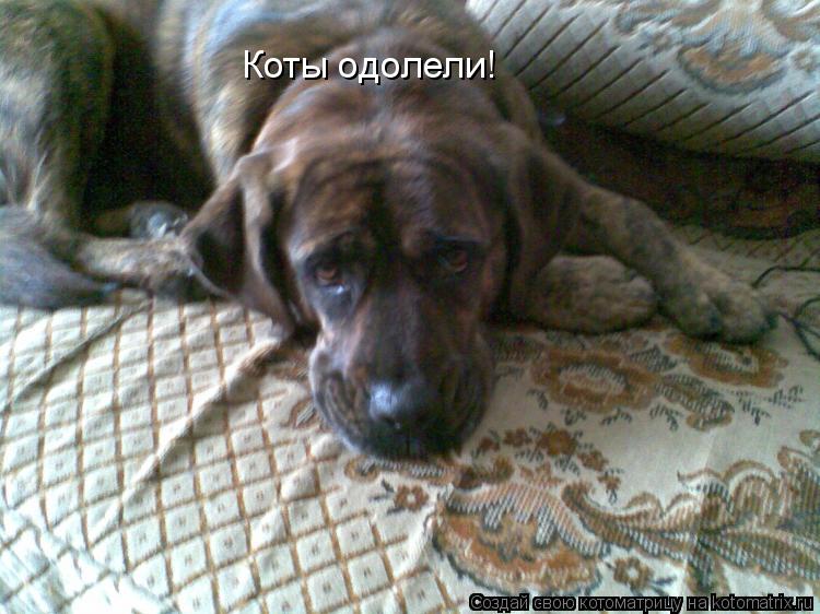 Коты одолели!... Котоматрица: Коты одолели!