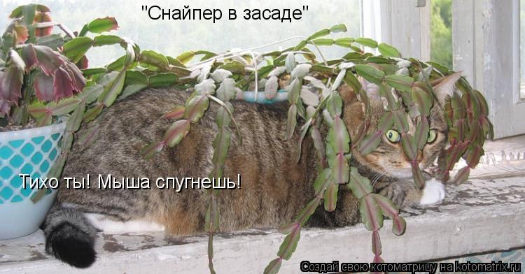 "Снайпер в засаде" Тихо ты! Мыша спугнешь!... Котоматрица: "Снайпер в засаде" Тихо ты! Мыша спугнешь!