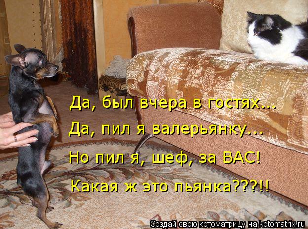 Котоматрица: Да, был вчера в гостях... Да, пил я валерьянку... Но пил я, шеф, за ВАС! Какая ж это пьянка???!!
