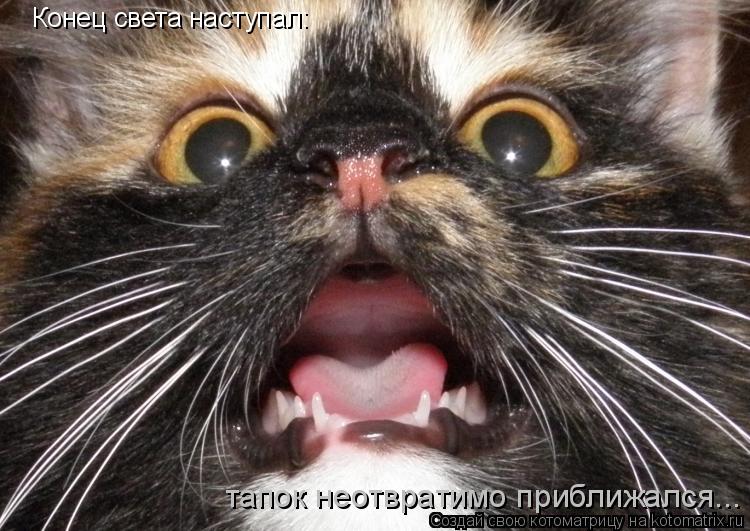 Конец света наступал: тапок неотвратимо приближался...... Котоматрица: Конец света наступал: тапок неотвратимо приближался...