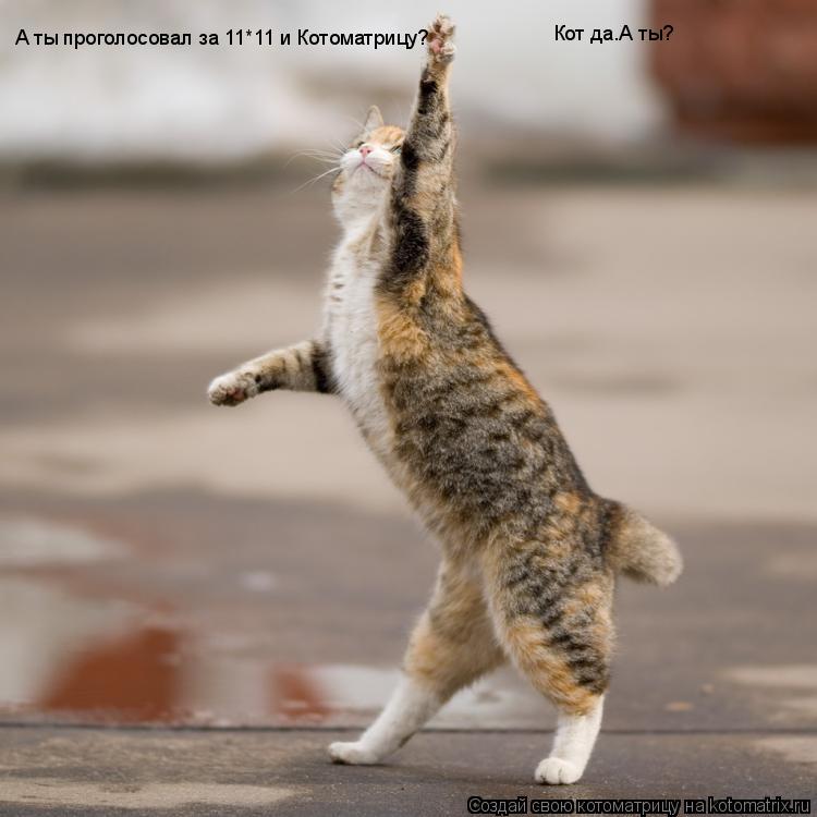 А ты проголосовал за 11*11 и Котоматрицу? Кот да.А ты?... Котоматрица: А ты проголосовал за 11*11 и Котоматрицу? Кот да.А ты?