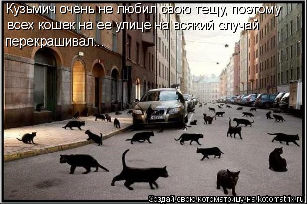 Кузьмич очень не любил свою тещу, поэтому всех кошек на ее улице на всякий случай перекрашивал...... Котоматрица: Кузьмич очень не любил свою тещу, поэтому всех кошек на ее улице на всякий случай перекрашивал...