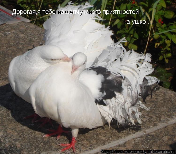 Дорогая,я тебе нашепчу много приятностей на ушко ...... Котоматрица: Дорогая,я тебе нашепчу много приятностей на ушко ...