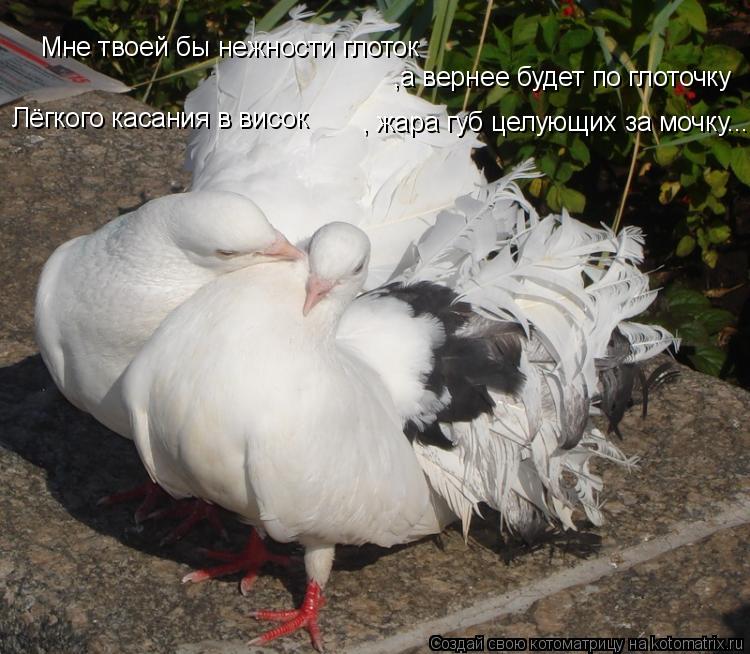 Мне твоей бы нежности глоток ,а вернее будет по глоточку Лёгкого касания в висок , жара губ целующих ... Котоматрица: Мне твоей бы нежности глоток ,а вернее будет по глоточку Лёгкого касания в висок , жара губ целующих за мочку...