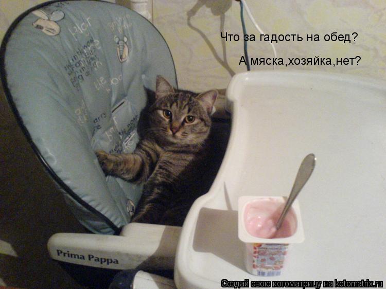 Котоматрица: Что за гадость на обед? А мяска,хозяйка,нет?