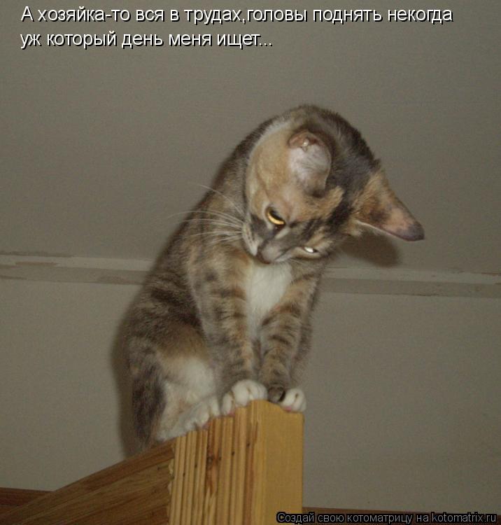 Котоматрица: А хозяйка-то вся в трудах,головы поднять некогда уж который день меня ищет...