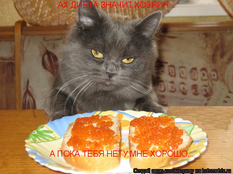 Котоматрица: АХ ДИЕТА ЗНАЧИТ,ХОЗЯИН... А ПОКА ТЕБЯ НЕТУ,МНЕ ХОРОШО...