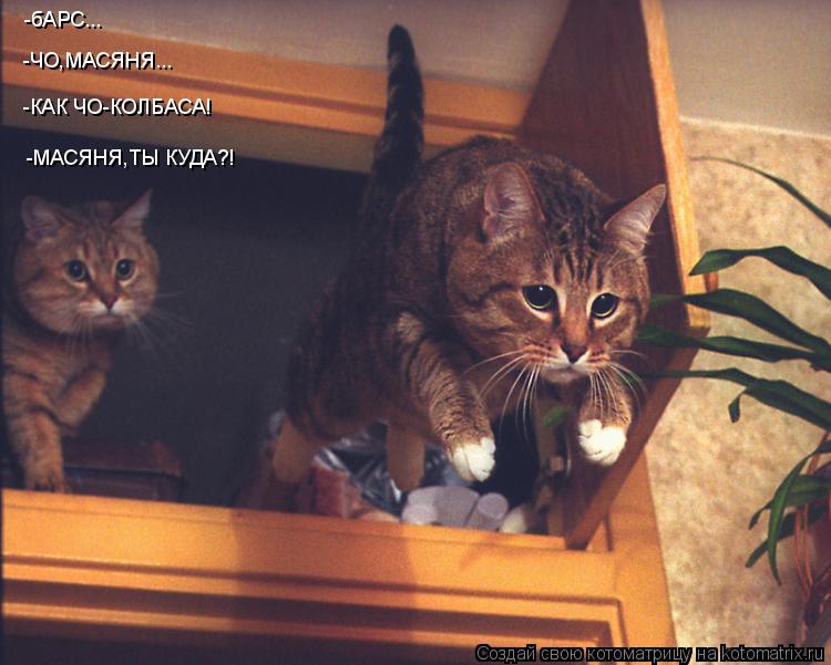 Котоматрица: -бАРС... -ЧО,МАСЯНЯ... -КАК ЧО-КОЛБАСА! -МАСЯНЯ,ТЫ КУДА?! -МАСЯНЯ,ТЫ КУДА?!
