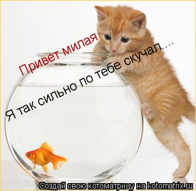 Котоматрица: Я так сильно по тебе скучал.... Привет милая