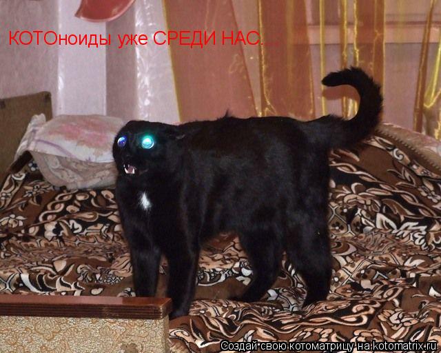 Котоматрица: КОТОноиды уже СРЕДИ НАС....