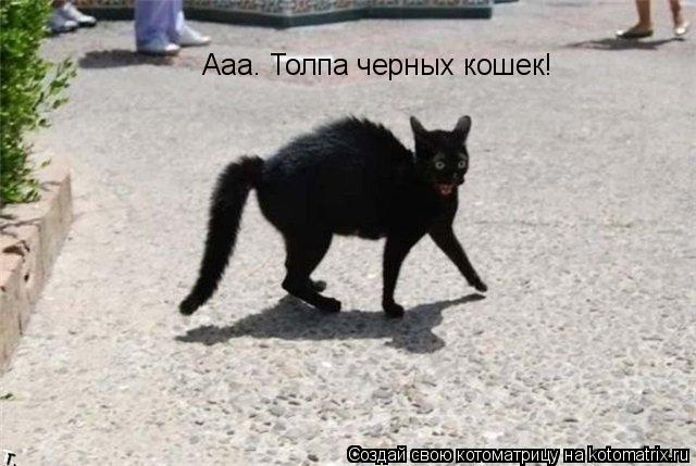 Котоматрица: Ааа. Толпа черных кошек!