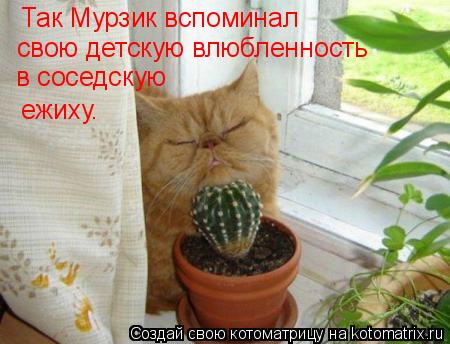 Котоматрица: Так Мурзик вспоминал свою детскую влюбленность в соседскую ежиху.