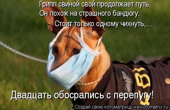 Котоматрица: Грипп свиной свой продолжает путь,   Он похож на страшного бандюгу:  Стоит только одному чихнуть,....  Двадцать обосрались с перепугу!